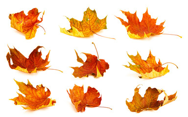 Autumn leaves isolate background. Red and yellow maple leaves in autumn on a blank white background.