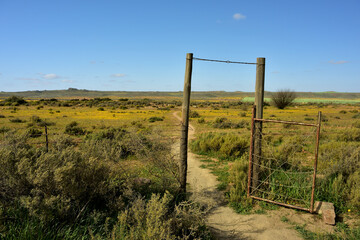An old lopsided gate in the veld of Namaqualand with small yellow flowers in the distance
