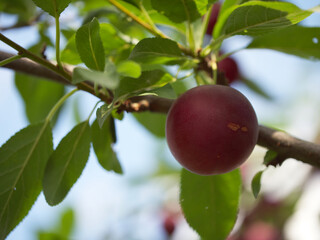 A berry of a ripe red cherry plum on a branch, close-up.
