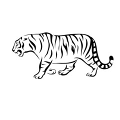 Line drawing tiger. Vector illustration isolated on white