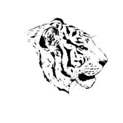 Line drawing tiger. Vector illustration isolated on white