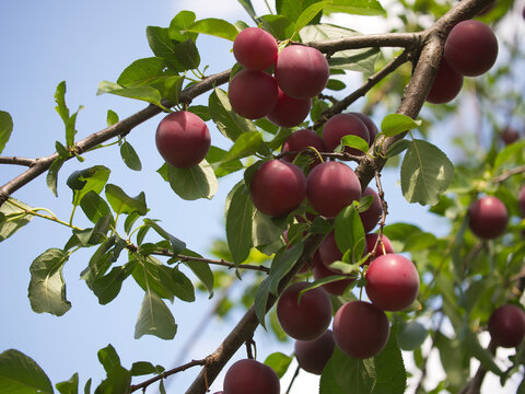 A branch with ripe cherry plum berries. Fruit on a branch.