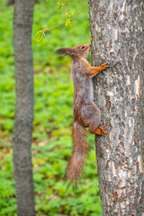 The squirrel sits on a tree trunk in the spring. Eurasian red squirrel