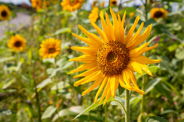 Beautiful sunflowers with the yellow petals on the agricultural land, to stimulate biodiversity, province of Gelderland, the Netherlands