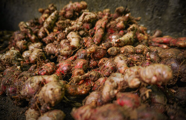 A bunch of harvested red ginger spices
