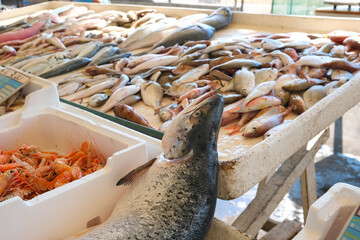 fresh fish market in southern Italy