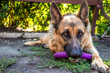 Young German Shepherd dog lies on the grass and plays with a purple-colored puller toy. High quality photo