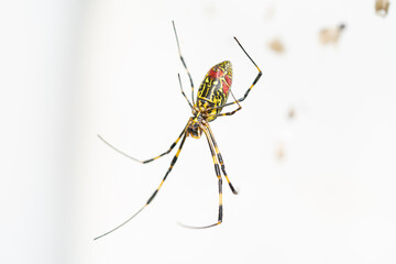 spider on a white background