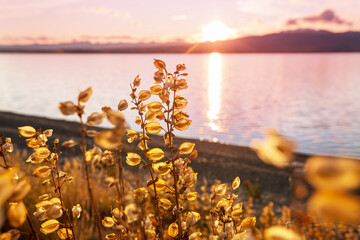 Autumn meadow