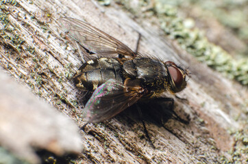 Insect fly sits on a tree, close up