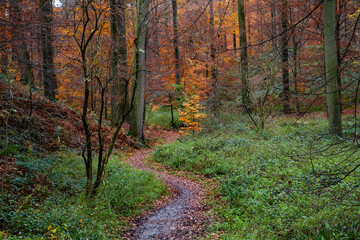 Footpath in autumnal forest