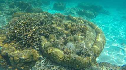 Fototapeta na wymiar Underwater view of corals in shallow water reef under visible sunlight. Selective focus points. Blurred background