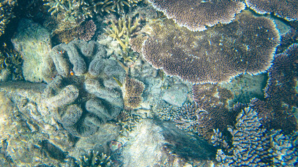 Underwater view of corals in shallow water reef under visible sunlight. Selective focus points. Blurred background