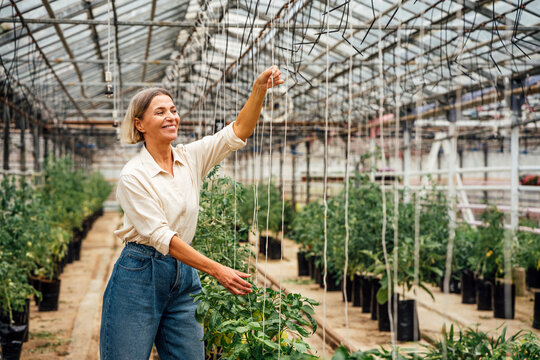 Female agriculture expert tying plant with string at greenhouse