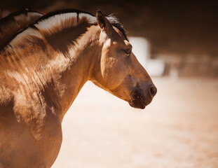 Obraz premium Portrait of a beautiful bareback pony with a trimmed mane, which is illuminated by warm sunlight. Equestrian life.