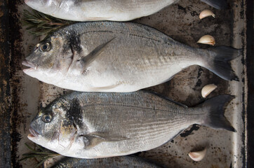 Royal sea bream on the tray to prepare for a healthy lunch