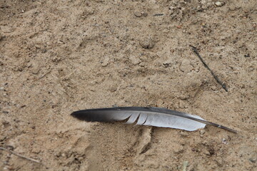 
crow feather on the sand