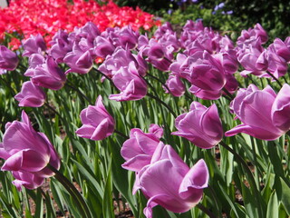 Spring plants in British Columbia 