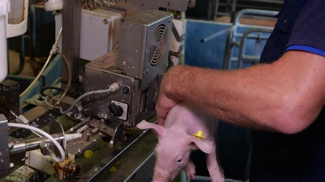 Burning or cutting tail of piglets in pigsty