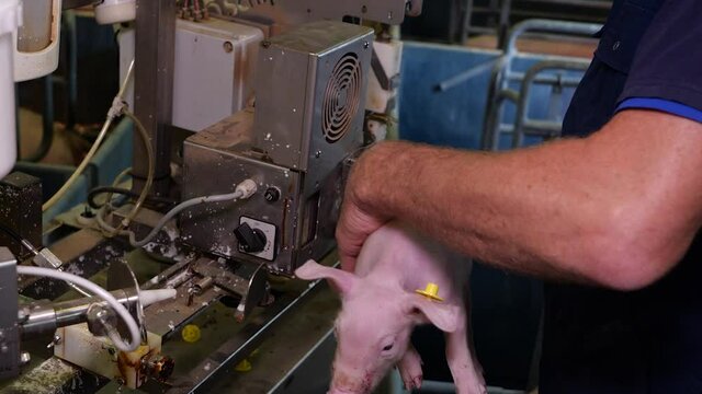 Burning or cutting tail of piglets in pigsty