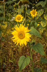 Sunflowers growing in a farm field 