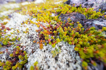 moss on the rocks
