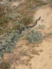 the road in the woods