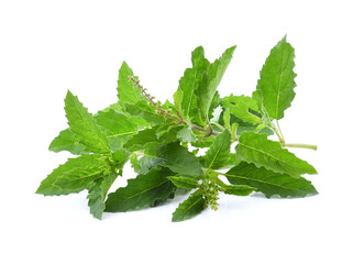 Holy Basil, Ocimum sanctum isolate on white
