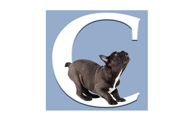 letter c and dog, alphabet of animals