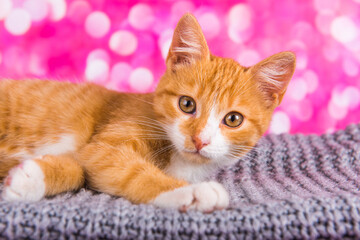 Playful and funny cute red kitten on pink background