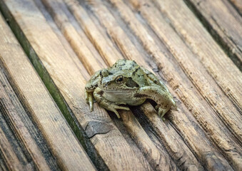Close up of a common frog on wooden decking