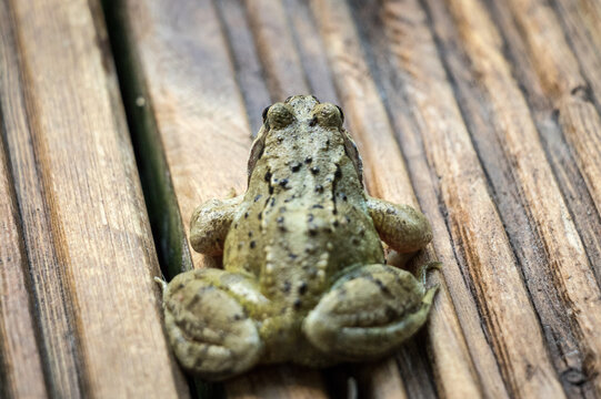Close up of a common frog on wooden decking