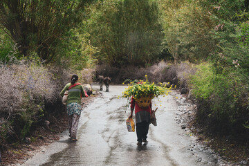 Tibetan farmers carrying canola flowers