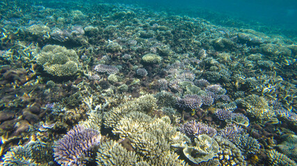 Fototapeta na wymiar Underwater view of corals in shallow water reef under visible sunlight. Selective focus points. Blurred background