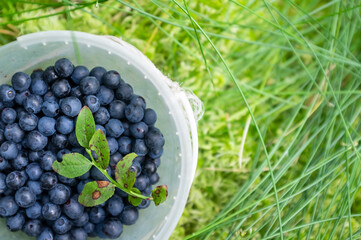 Blueberries in a plastic container, which stands in the grass, in the forest. Harvest Vaccinium myrtillus. Copy space. Top view. 