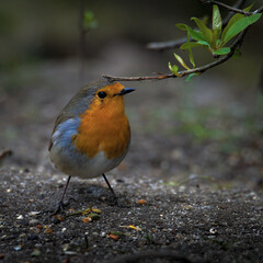 Playful robin fights with low hanging tree foliage.