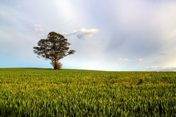 A lone tree stands on a hill in a cornfield in the springtime.