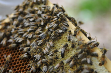 imker beim honig schleudern bienen wespen biennehaus bienenstock waabe wabe imkern bau