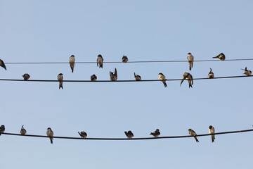Small birds of the species Common house martin, or Delichon urbicum, perched, chattering, on some...