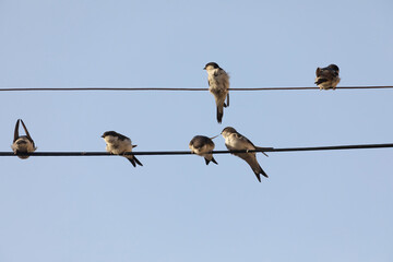 Small birds of the species Common house martin, or Delichon urbicum, perched, chattering, on some power lines in the town of Gallur, Aragon, Spain