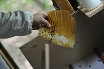 imker beim honig schleudern bienen wespen biennehaus bienenstock waabe wabe imkern bau