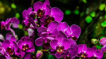 purple orchid flowers in spring