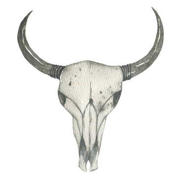  Watercolor cow skull.
