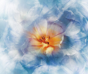 Flower yellow  tulip on light blue background.  tulips petals.  Closeup. Nature.    