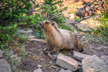 Marmot Hanging on the Hidden Lake Trail, Glacier National Park, Montana