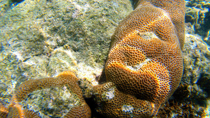 Underwater view of corals in shallow water reef under visible sunlight. Selective focus points....