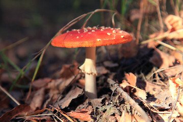 An autumn Mashroom season and picking. Poisonous mushroom. Fly-agaric (Amanita) macro, close-up. Fabulous (Fairy) world of wildlife