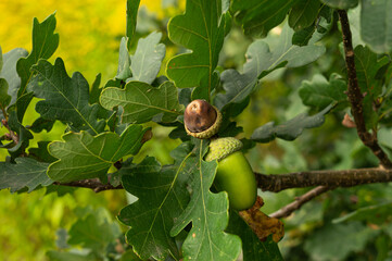 Two acorn on the tree © Владимир Семенихин