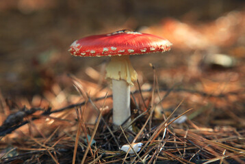 An autumn Mashroom season and picking. Poisonous mushroom. Fly-agaric (Amanita) macro, close-up. Fabulous (Fairy) world of wildlife