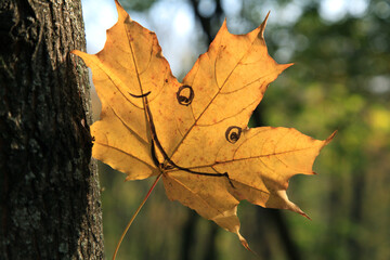 A single maple leaf with cheerful expression facial (painted smile) is peeping out from behind a tree in old city park. Colors of the fall city and golden autumn time